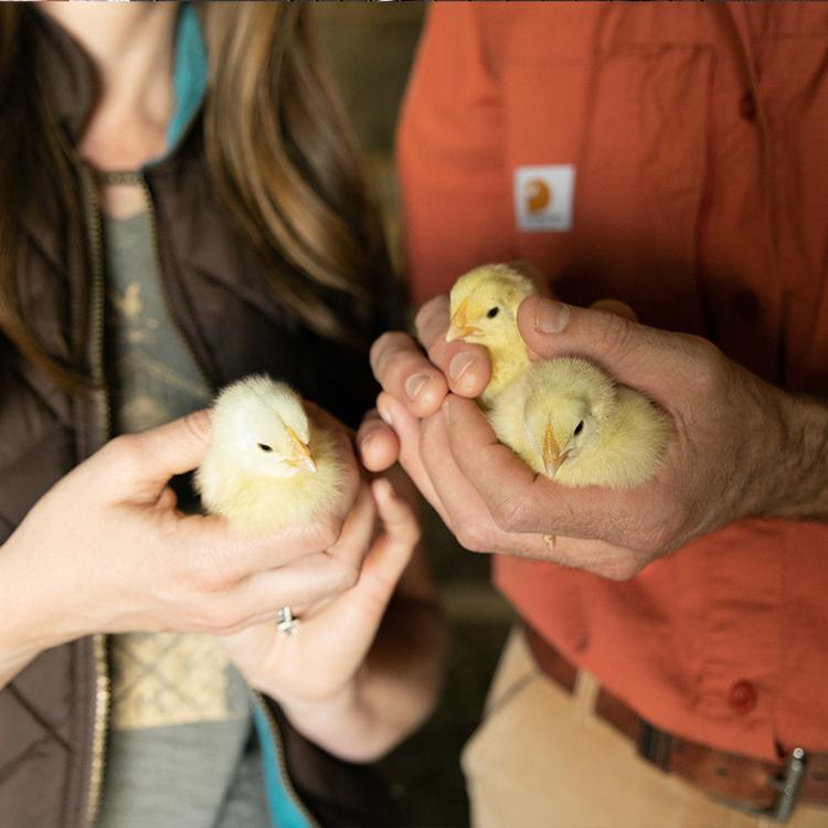 A glimpse inside Green Gate Farm